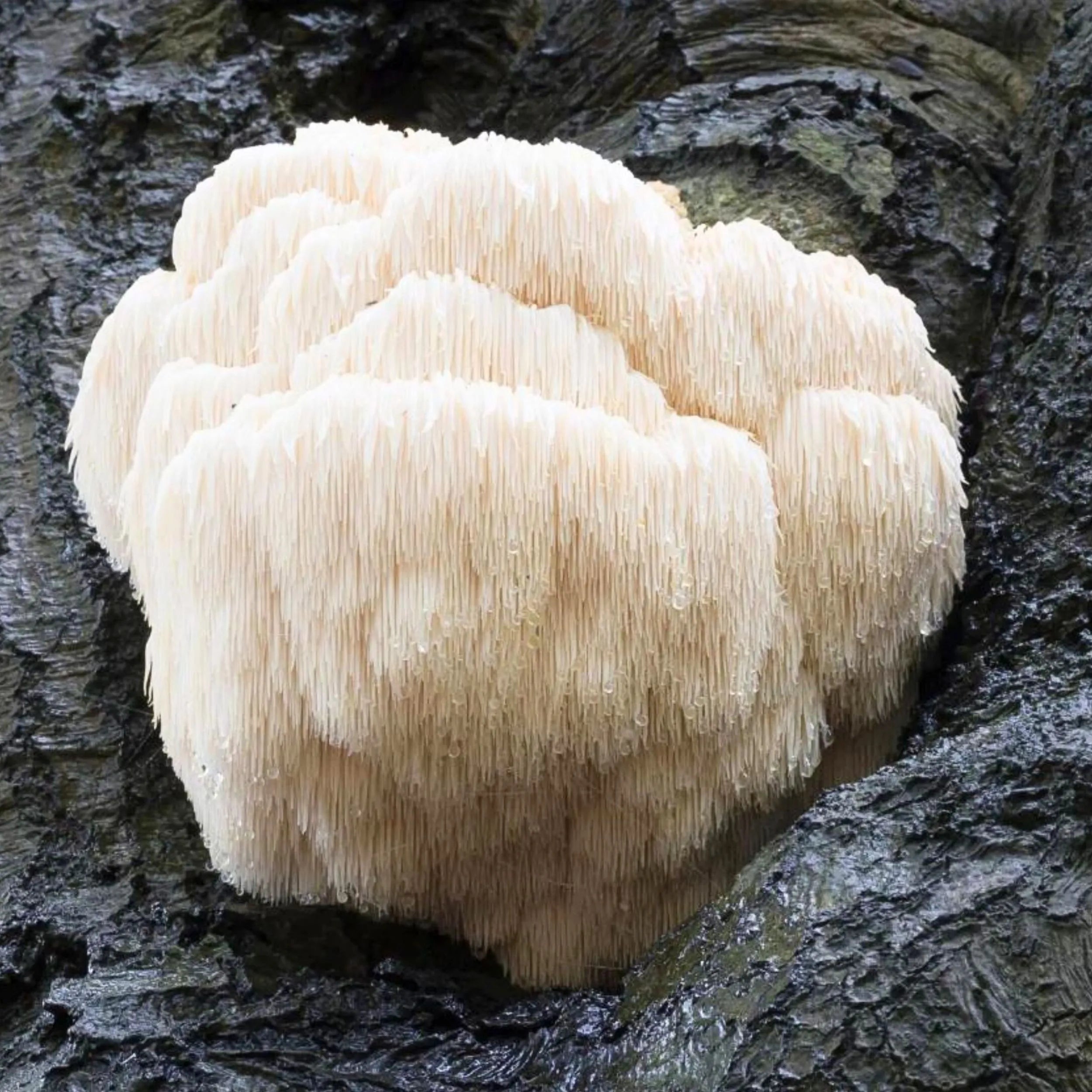 Hericium erinaceus (Löwenmähne) Pilz, wachsend an einer Baumrinde – charakteristische weiße, stachelartige Struktur des Vitalpilzes in natürlicher Umgebung.