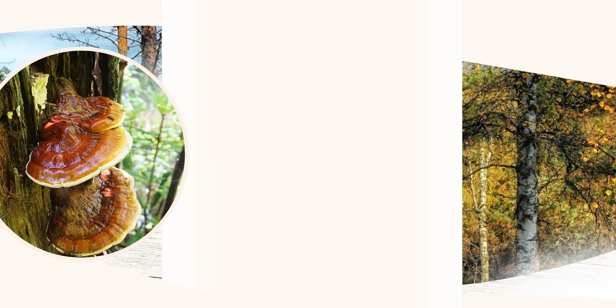 Roter Reishi-Pilz wächst an einem Baumstamm im Wald, daneben eine herbstliche Waldszene mit goldenen Blättern und Birkenstämmen.