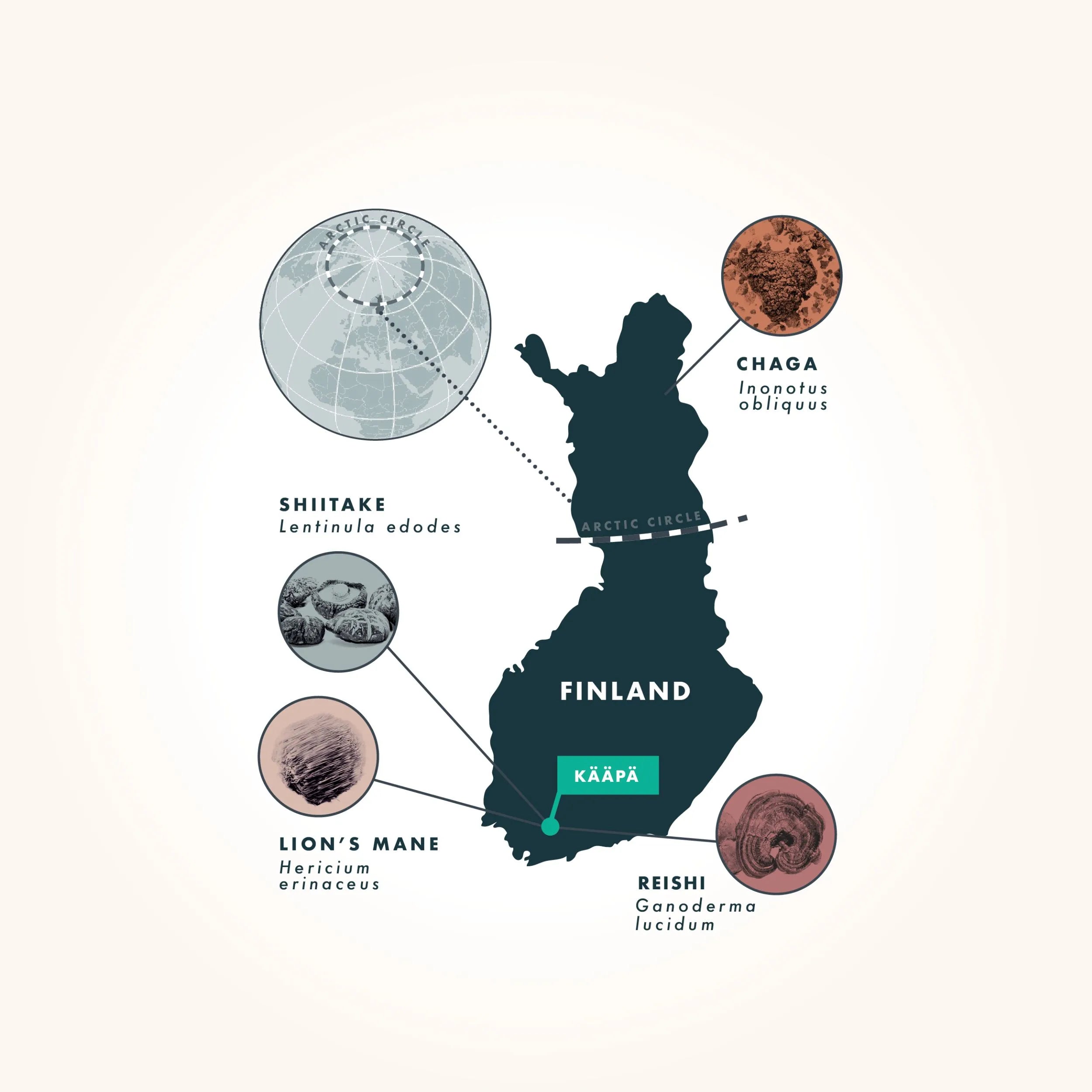 Infografik zur Herkunft der Vitalpilze von KÄÄPÄ Mushrooms in Finnland, mit einer Karte des Landes und Hervorhebung der Fundorte von Chaga (Inonotus obliquus), Reishi (Ganoderma lucidum), Lion’s Mane (Hericium erinaceus) und Shiitake (Lentinula edodes), sowie einer Darstellung des nördlichen Polarkreises.