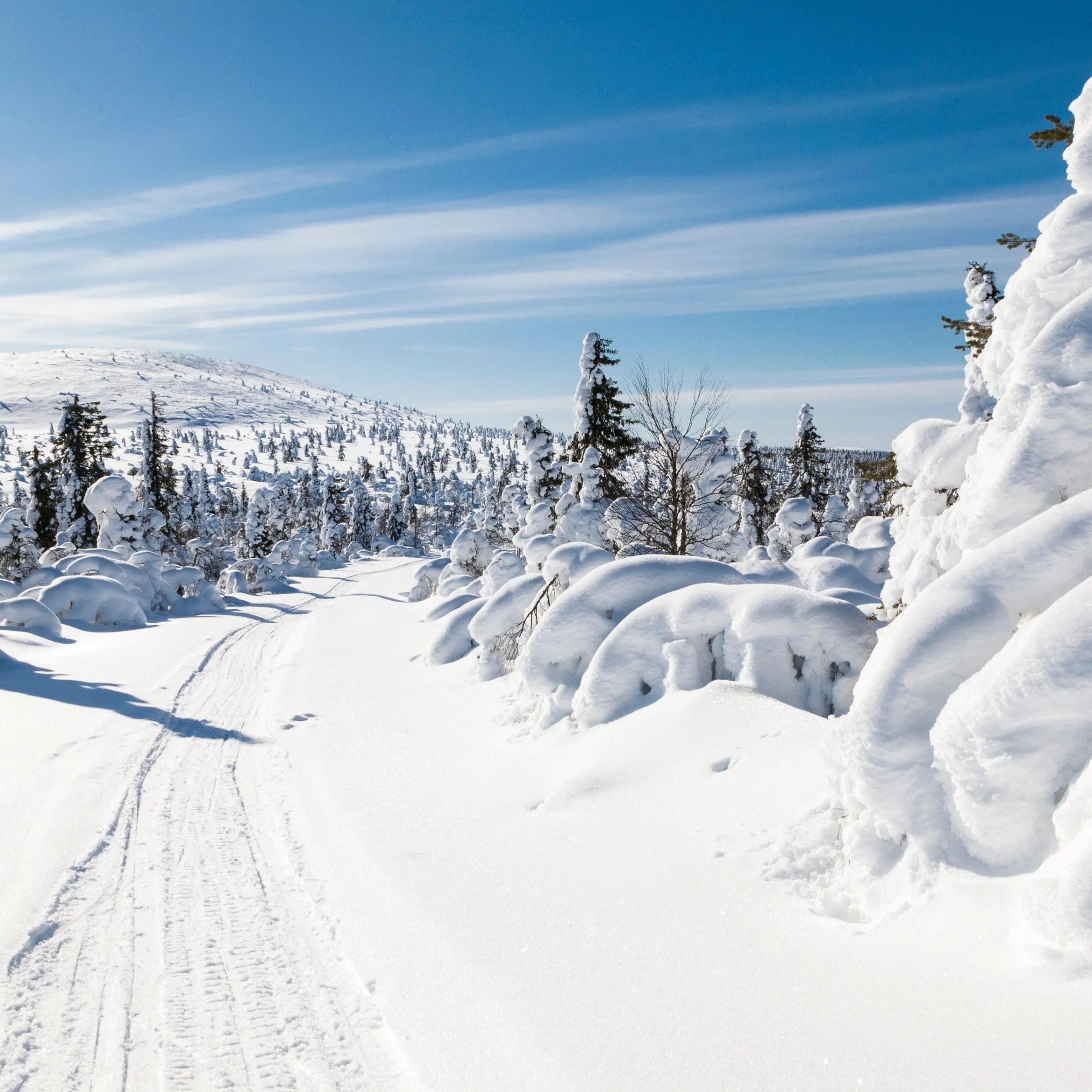 Verschneite Winterlandschaft mit schneebedecktem Wanderweg und dichten, von Schnee bedeckten Bäumen unter strahlend blauem Himmel in Lappland, Finnland.