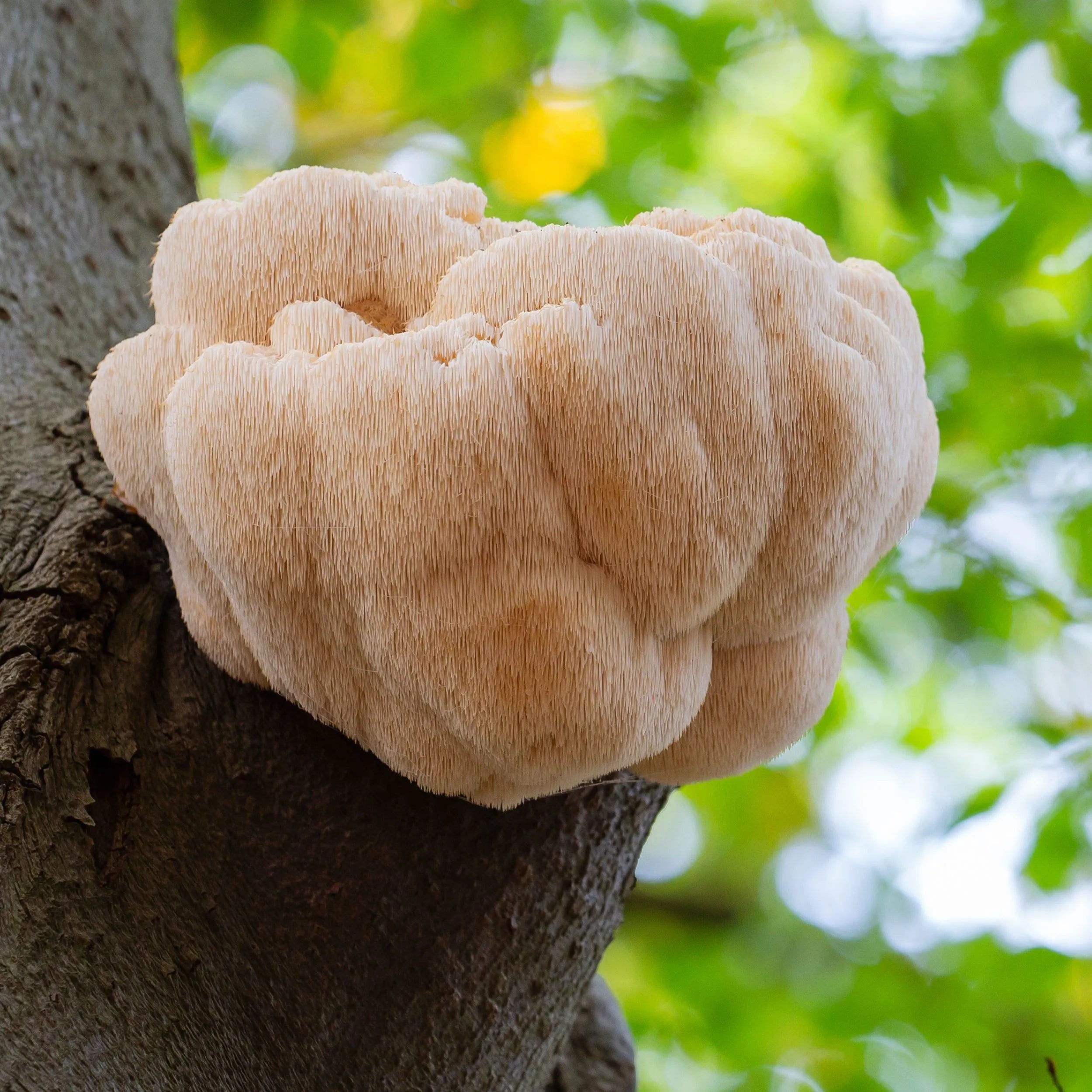 Hericium erinaceus (Igelstachelbart), bekannt als Löwenmähne-Pilz, wächst an einem Baumstamm – weiße, zottelige Pilzstruktur mit herabhängenden Stacheln vor grünem, unscharfem Laubhintergrund.