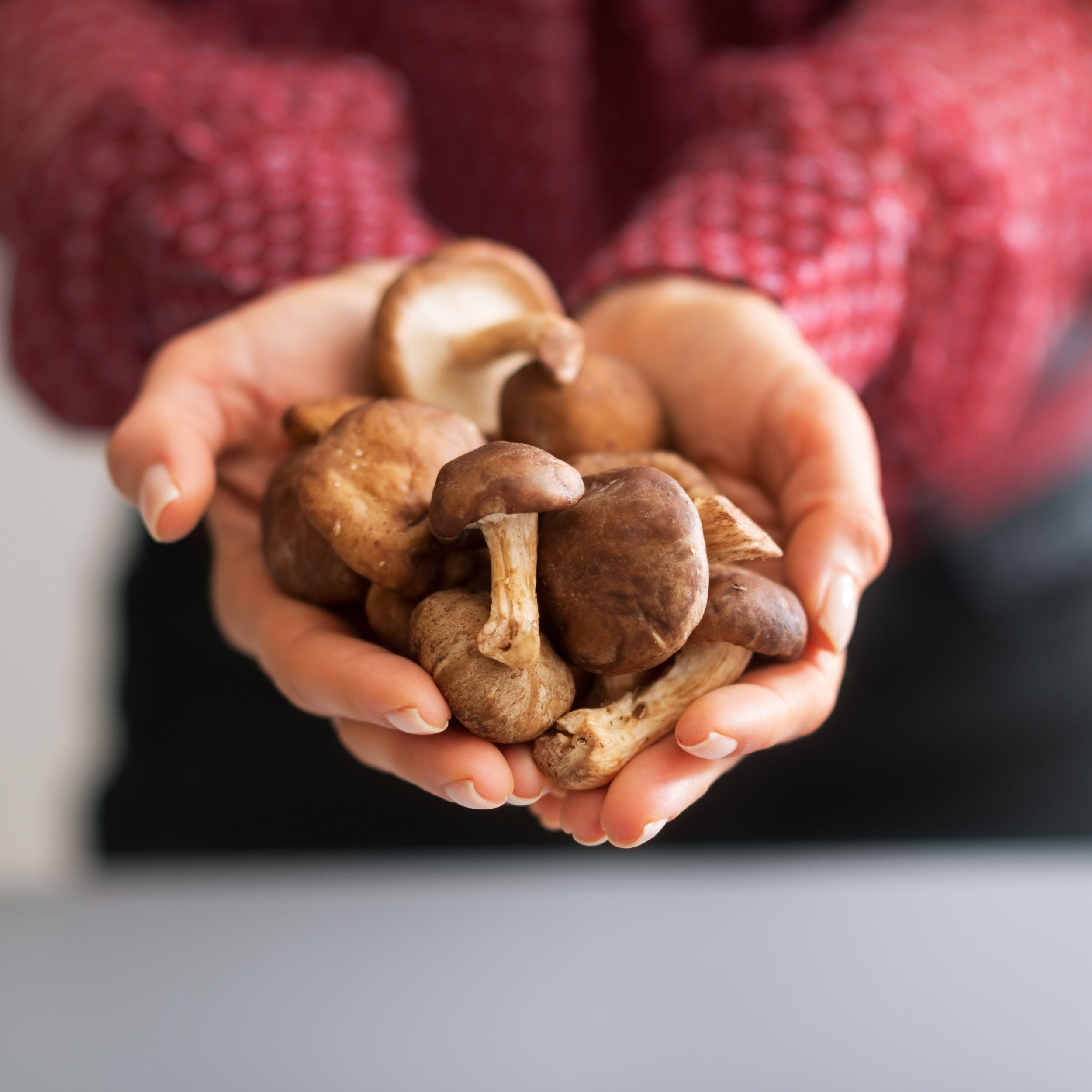 Eine Person hält frische Shiitake-Pilze in beiden Händen – Symbol für hochwertige und nachhaltige Pilzzucht.